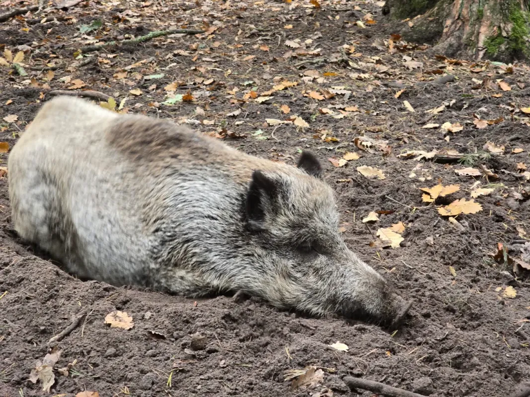Zagroda Pokazowa Żubrów